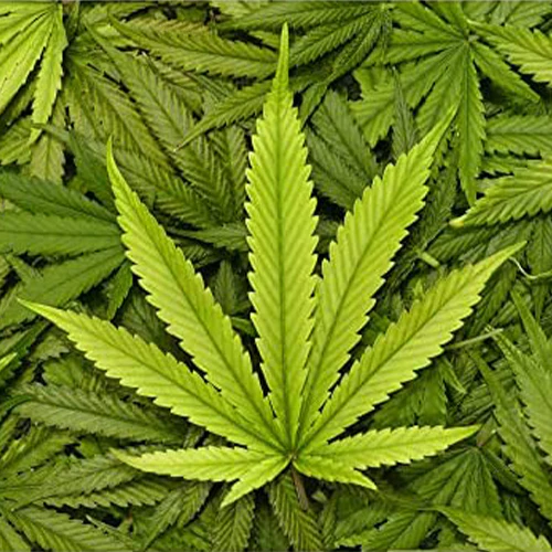 Cannabis leaf, marijuana plant, green herbal leaf, medicinal cannabis, natural plant.