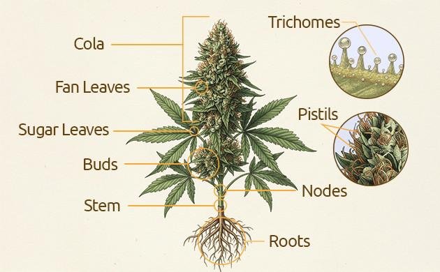 Bhang vs Ganja: What's the Difference?