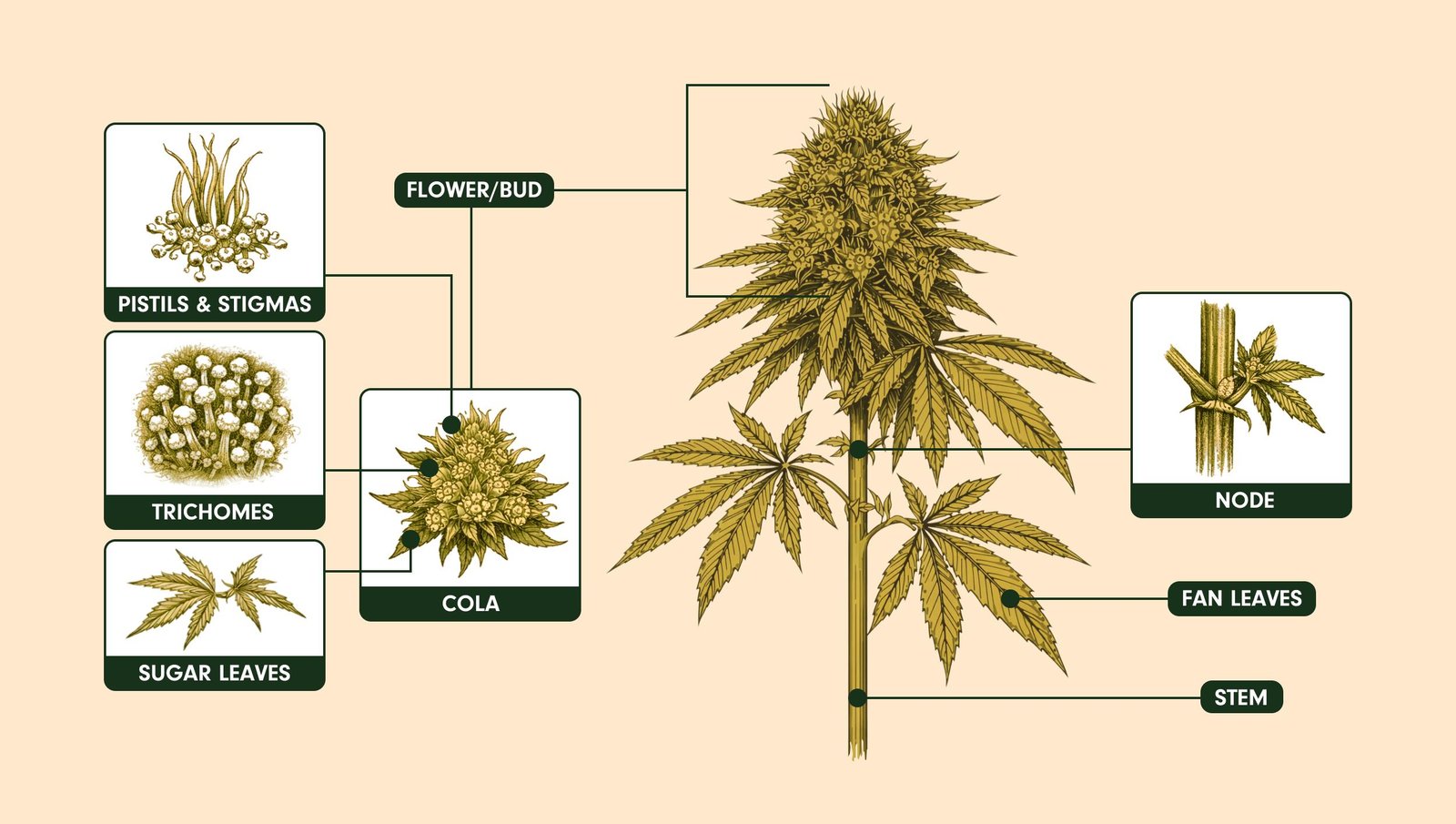 Bhang vs Ganja: What's the Difference?