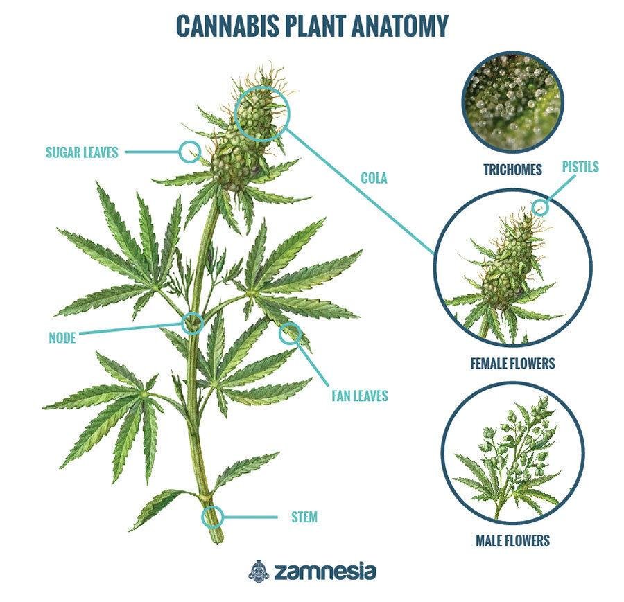 bhang vs ganja3